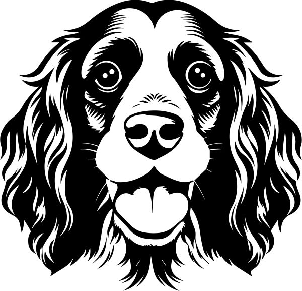 Anglický kokršpaněl - F