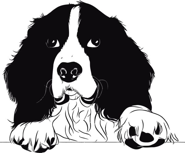 Anglický špringršpaněl - D