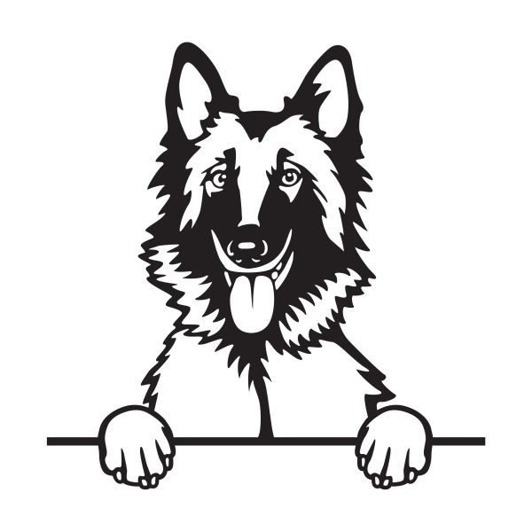 Belgický ovčák (tervueren) - A