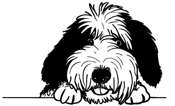 Bobtail - Staroanglický ovčák (bobtail) - C