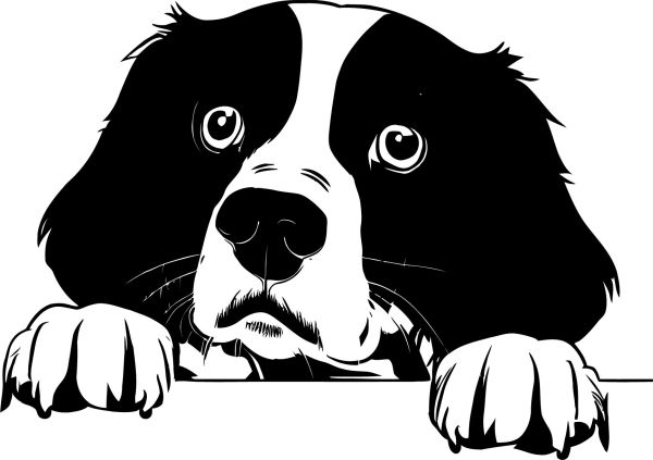 Bretaňský ohař - D