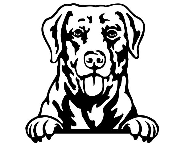 Chesapeake Bay retrívr - C