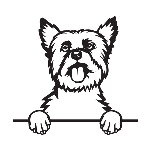 Jorkšírský teriér - B