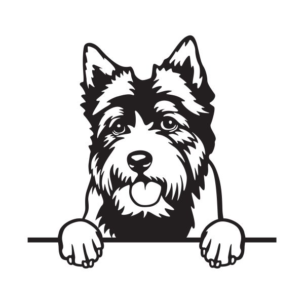 Norvičský teriér - A