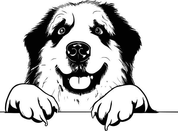 Pyrenejský horský pes - C