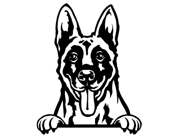 Belgický ovčák (malinois) - C