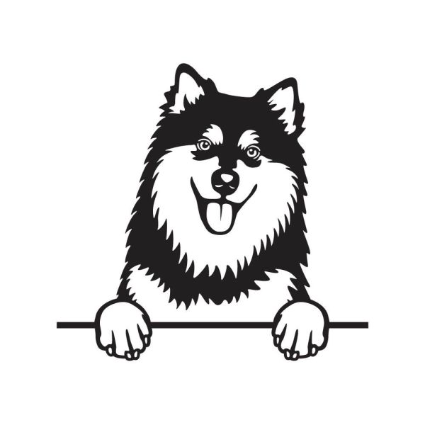 Finský laponský pes - A