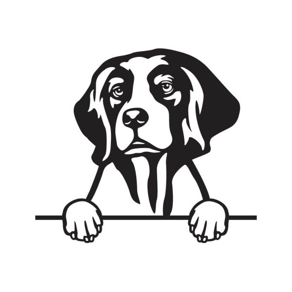 Irský červenobílý setr - A