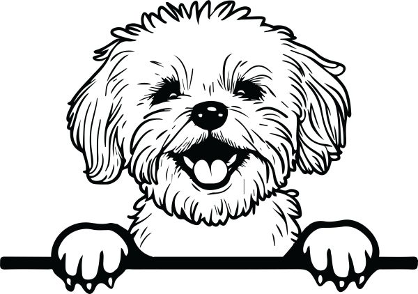 Maltézský psík - E