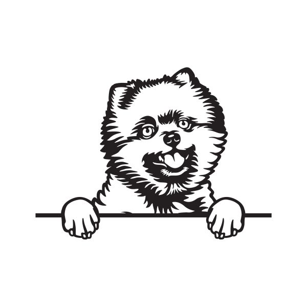 Pomeranian - A