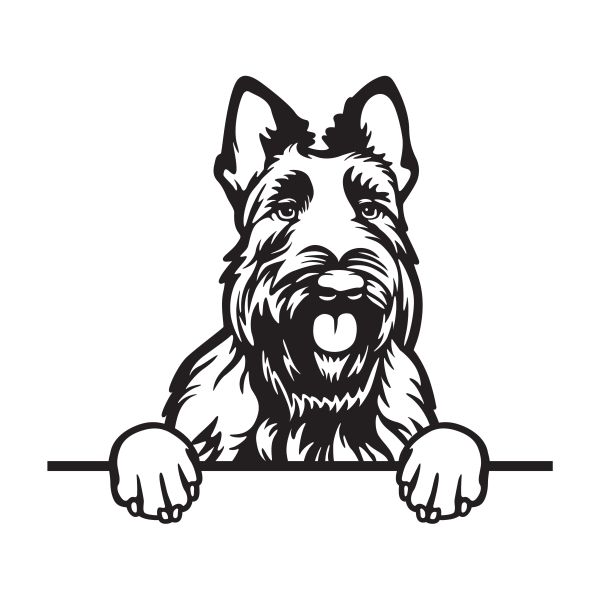 Skotský teriér - A