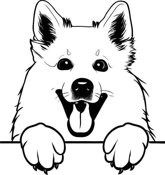 Americký eskymácký pes - D