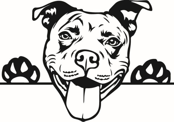 Americký staffordšírský teriér - C