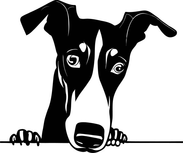 Anglický chrt (greyhound) - B