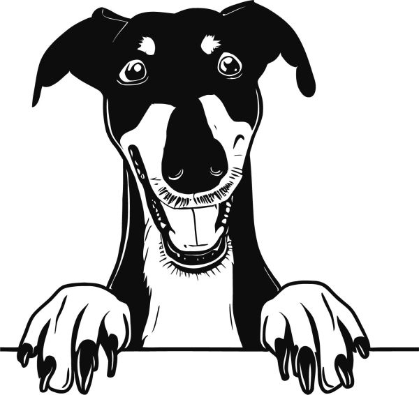 Anglický chrt (greyhound) - D