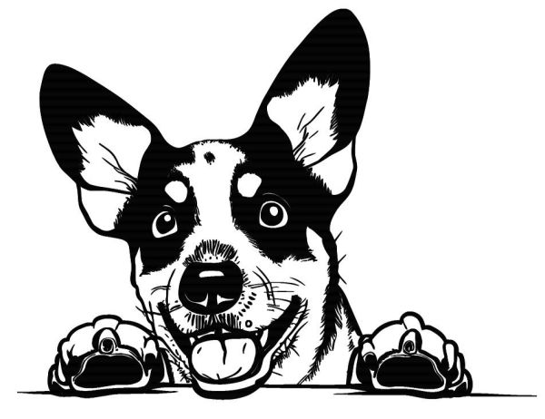 Australský honácký pes - C