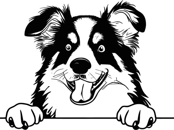 Australský ovčák - G