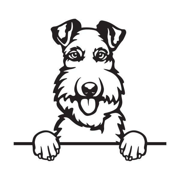 Foxteriér drsnosrstý - A