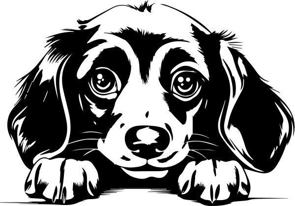 Jezevčík hladkosrstý - F