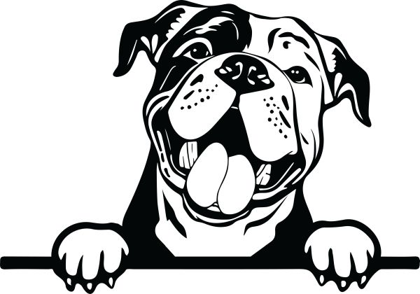 Kontinentální buldog - D