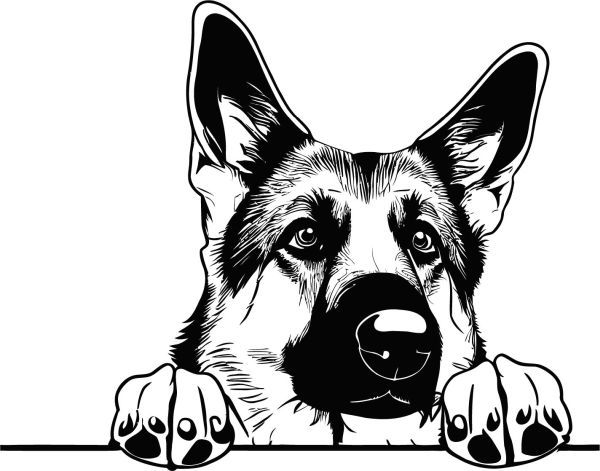 Německý ovčák krátkosrstý - G