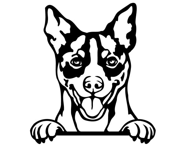 Pražský krysařík - C