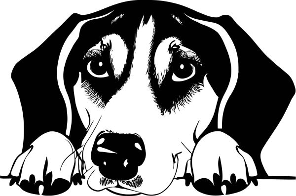 Anglický foxhound - B