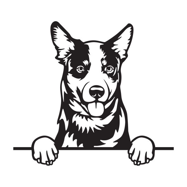 Australský honácký pes - A