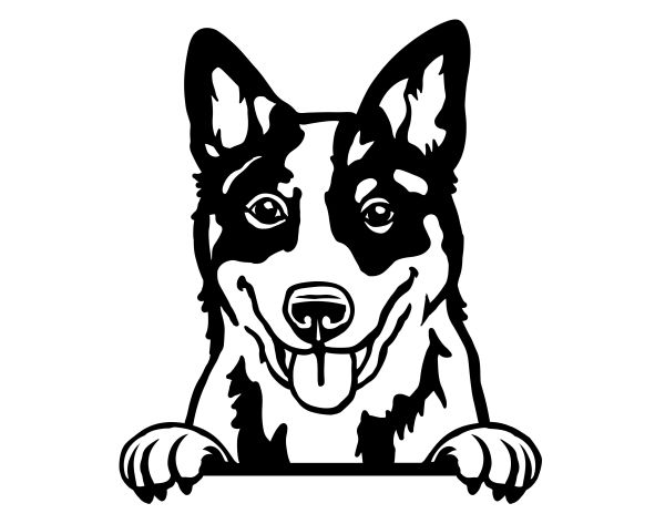 Australský honácký pes - E