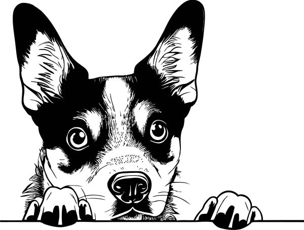 Australský honácký pes - L