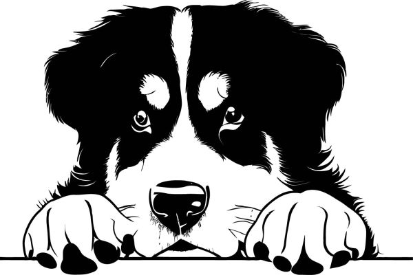 Bernský salašnický pes - F