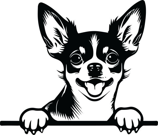 Čivava krátkosrstá - I