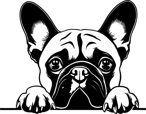 Francouzský buldoček - C