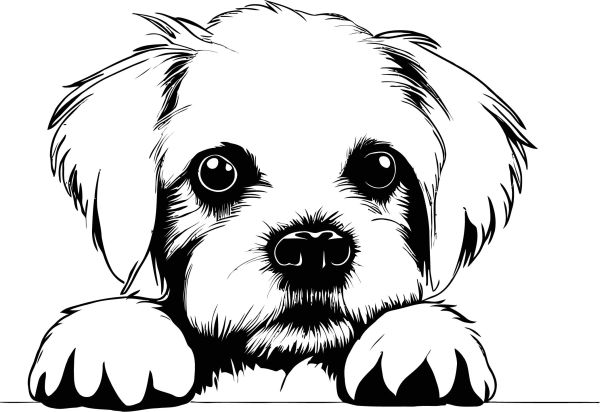 Maltézský psík - D