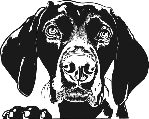 Německý ohař - krátkosrstý - E