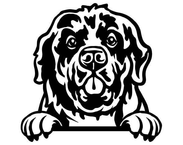 Novofundlandský pes - C