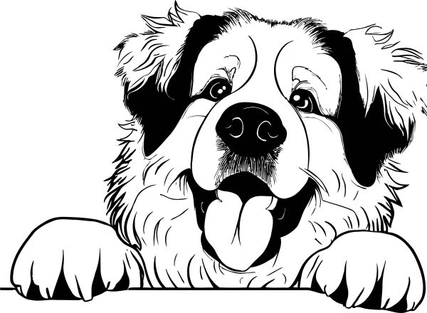 Pyrenejský horský pes - D