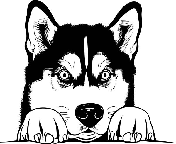 Sibiřský husky - B