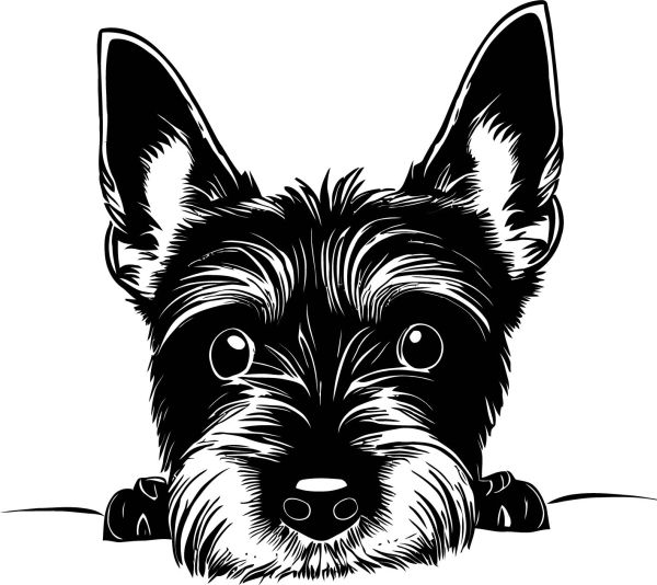 Skotský teriér - C