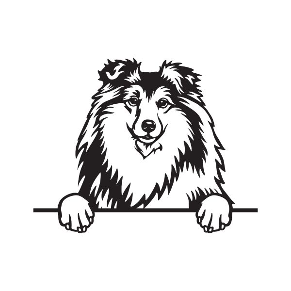 Šeltie (Shetlandský ovčák) - A