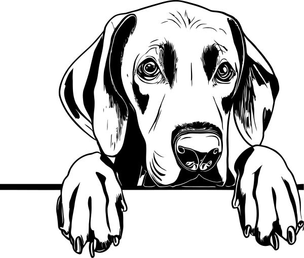 Výmarský ohař - B