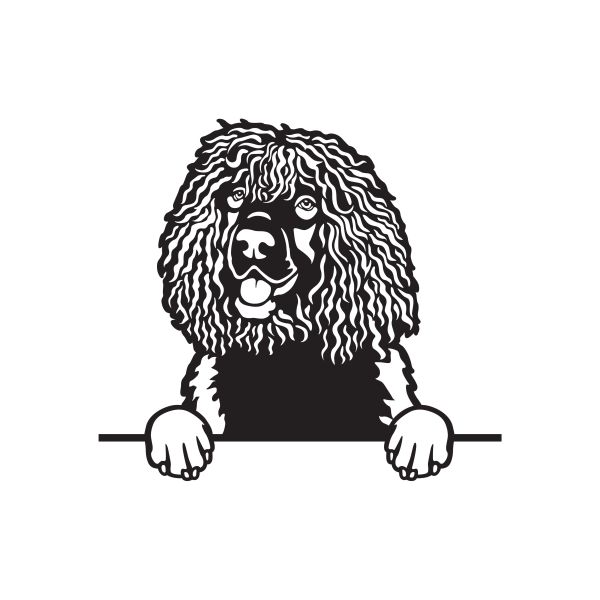 Irský vodní španěl - A