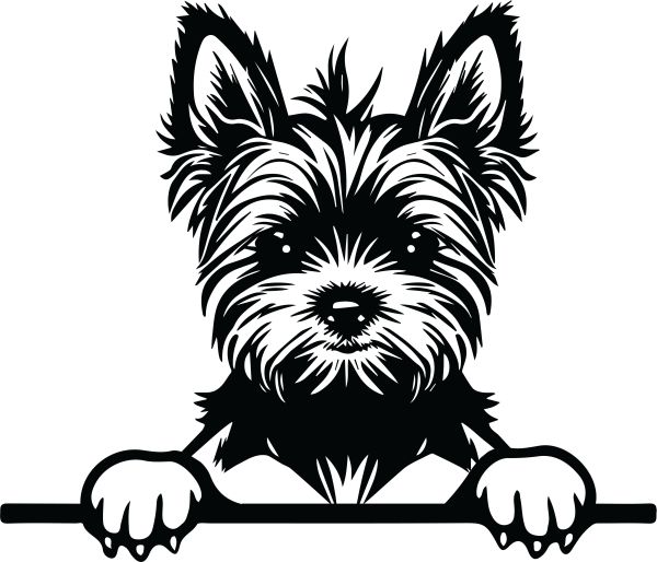 Jorkšírský teriér - I