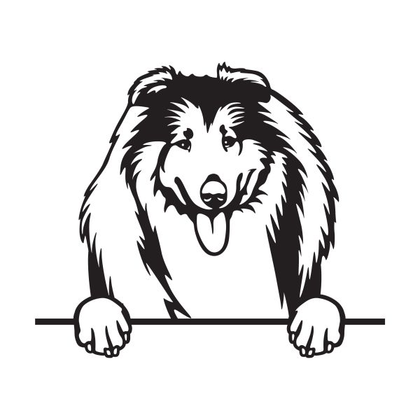 Kolie dlouhosrstá - A