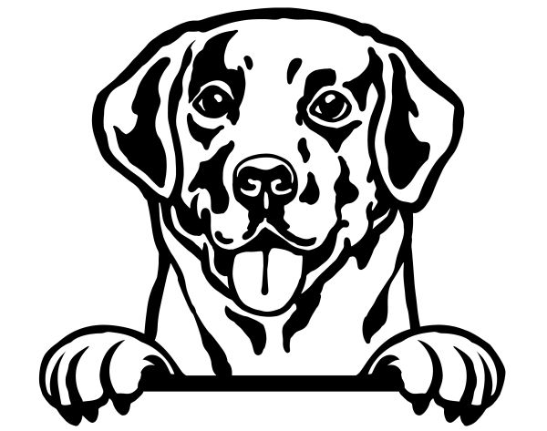 Labradorský retrívr - F