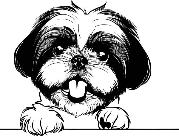 Shih-tzu - B