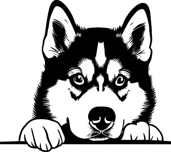 Sibiřský husky - C