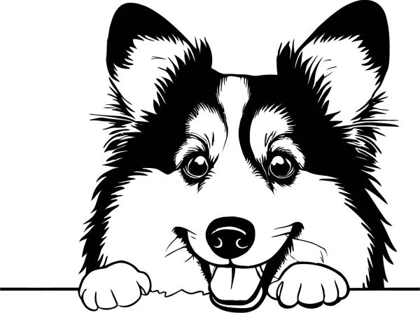 Šeltie (Shetlandský ovčák) - B