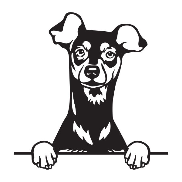 Trpasličí pinč - A