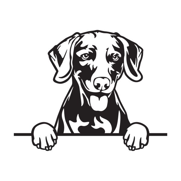 Výmarský ohař - A